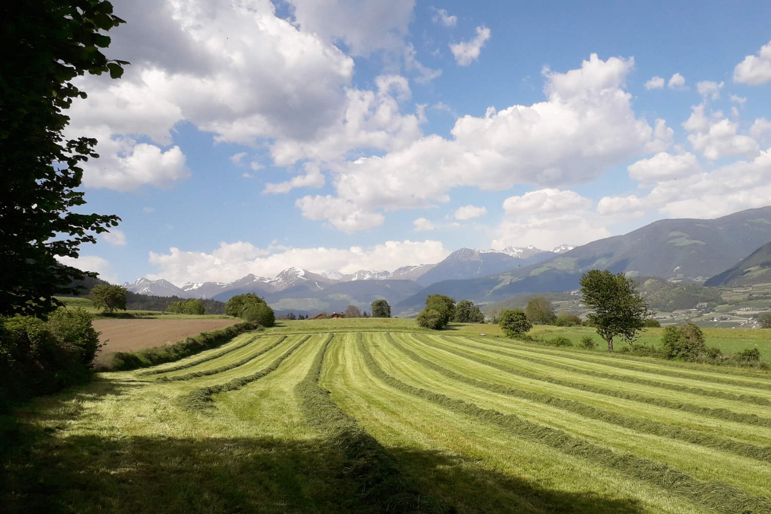 Die Heuernte im Sommer.